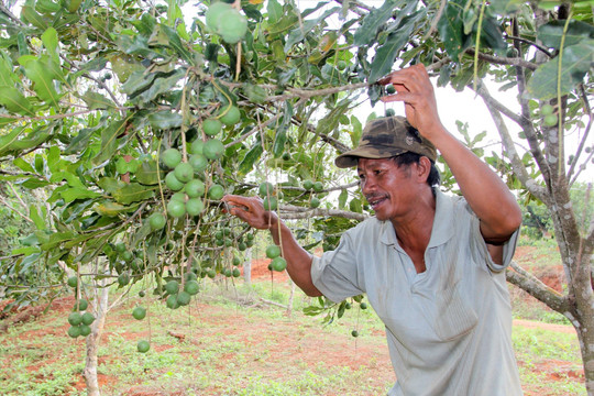 Dừng dự án nhà máy chế biến trái cây 500 tỷ đồng ở Đắk Nông