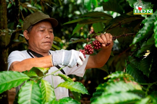 Triển vọng cà phê Đắk Nông