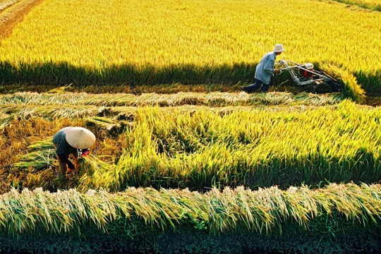 Đắk Nông chuyển đổi cây trồng đối với hơn 261 ha đất trồng lúa