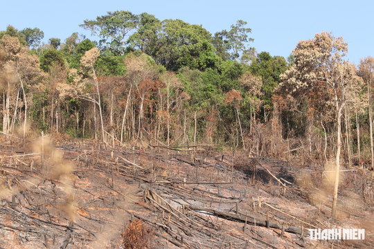 Đắk Nông tổ chức mật phục bắt quả tang phá rừng trái phép