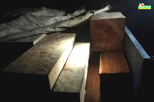 Đắk Nông bắt quả tang 3 đối tượng khai thác, vận chuyển gỗ lậu trong đêm