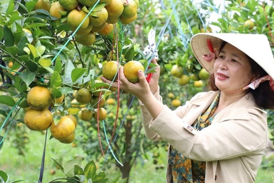 Đặc sản vùng đất núi lửa Đắk Nông ngon kỳ lạ!