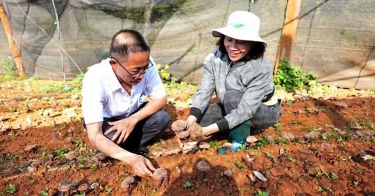 Phát triển kinh tế rừng Đắk Nông (bài 2): Trồng nấm linh chi dưới tán rừng