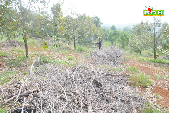 Giá tăng nhưng nhiều người ở Đắk Nông đã bỏ mít, trồng cây khác