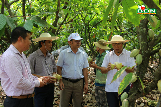 HĐND tỉnh Đắk Nông giám sát về phát triển nông nghiệp tại Cư Jút