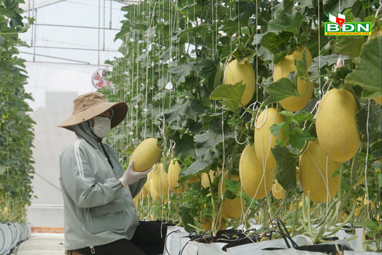 Những thay đổi nhờ ứng dụng công nghệ cao trong nông nghiệp ở Đắk Nông