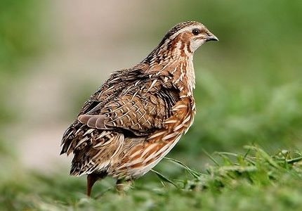 Chim cút, chim gõ kiến và con tê tê