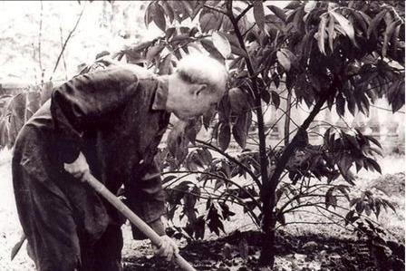 Chuyện cây vú sữa miền Nam trong vườn quả Bác Hồ