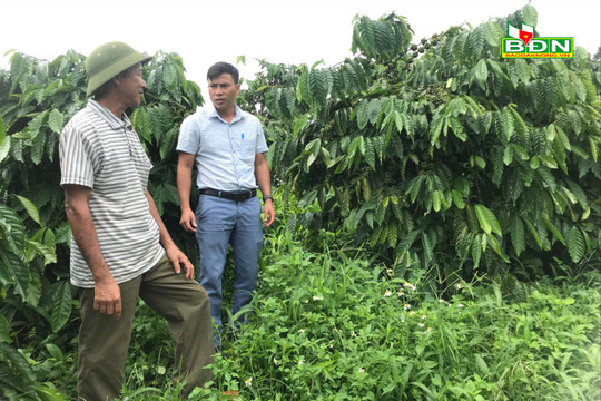 Đắk Nông phấn đấu trẻ hóa hơn 17.800 ha cà phê