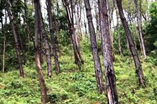Đắk Nông: Điều tra làm rõ vụ nổ súng vào trạm quản lý, bảo vệ rừng