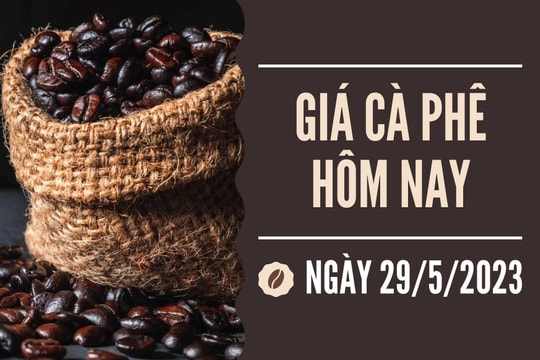 Giá cà phê hôm nay 29/5: Robusta tăng 0,82%