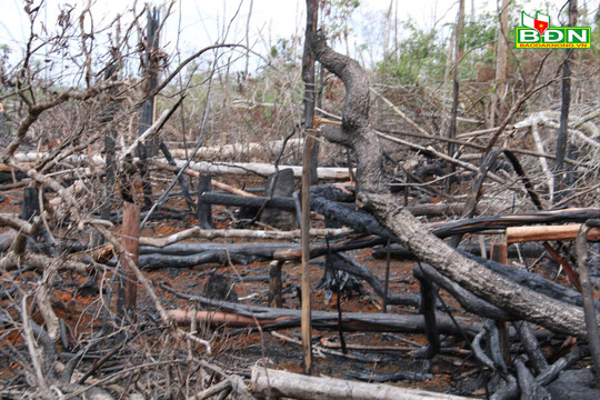 Đắk Glong gặp khó trong quản lý rừng, đất rừng và dân cư