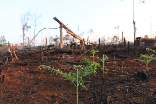 Đắk Nông: Thu hồi hơn 1.700 ha đất dự án trồng rừng phòng hộ kém hiệu quả