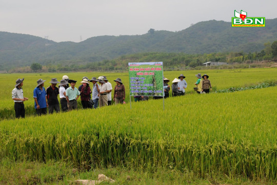 Khuyến nông góp phần nâng tầm lúa gạo Đắk Nông