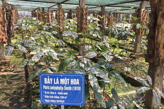 Đắk Glong phấn đấu đến năm 2025 có 210 ha vùng trồng dược liệu quý