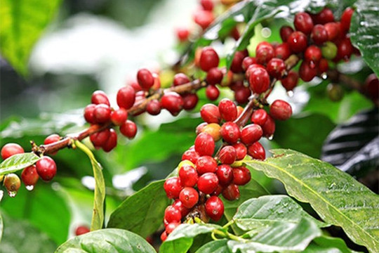 Giá cà phê robusta có thể tiếp tục tăng do hiện tượng thời tiết El Nino