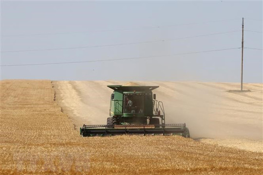 Ukraine: Sản lượng ngũ cốc có thể giảm tới 20% do thời tiết khô hạn