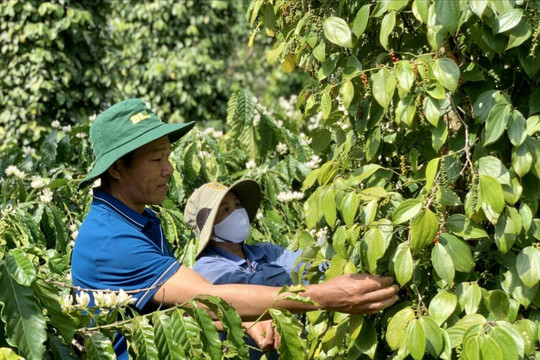 Giá tiêu hôm nay 5/1/2025: Giá tiêu Đắk Nông lập đỉnh mới 150,000 đồng/kg