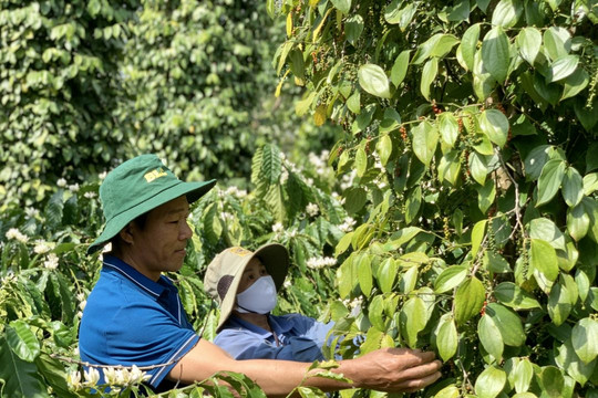 Giá tiêu hôm nay 11/12/2024: Giảm nhẹ ở Gia Lai