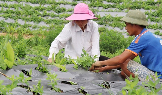 Nhiều tiềm năng phát triển công nghiệp dược liệu ở Việt Nam