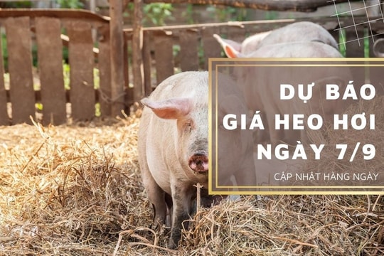 Dự báo giá heo hơi ngày 7/9: Xu hướng tăng sẽ tiếp diễn tại các địa phương?