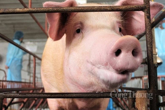 Giá heo hơi Tây Nguyên hôm nay ngày 6/9/2023: dao động quanh mức 56.000 – 58.000 đồng/kg