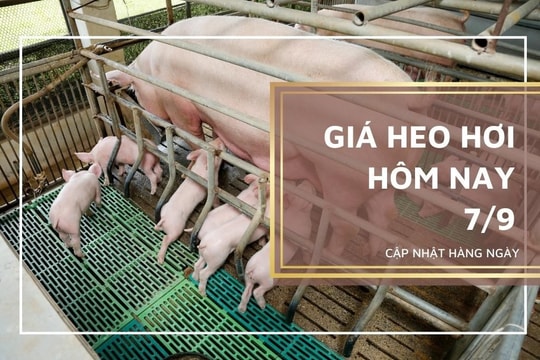 Giá heo hơi hôm nay 7/9: Biến động không đồng nhất