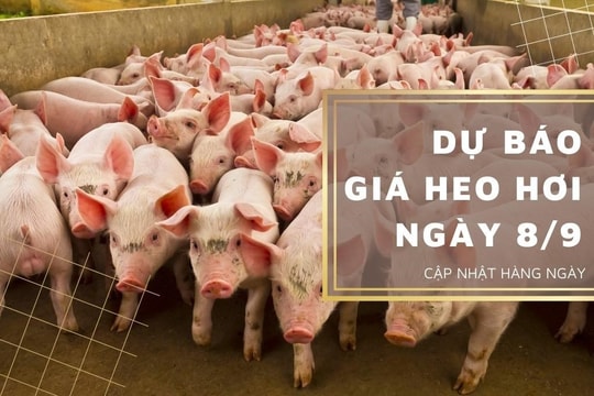Dự báo giá heo hơi ngày 8/9/2023: Tiếp tục biến động trái chiều?