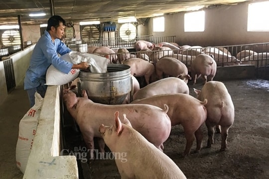 Giá heo hơi Tây Nguyên hôm nay ngày 7/9/2023: biến động trái chiều và dao động trong khoảng 55.000 - 58.000 đồng/kg