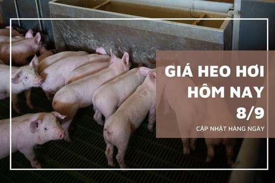 Giá heo hơi hôm nay 8/9: Tăng rải rác 1.000 đồng/kg