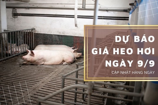 Dự báo giá heo hơi ngày 9/9: Các địa phương tiếp tục tăng nhẹ?