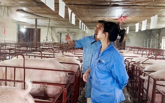 Giá heo hơi hôm nay ngày 8/9/2023: Tăng nhẹ 1.000 đồng/kg