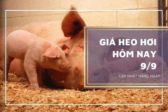 Giá heo hơi hôm nay 9/9: Ổn định, cao nhất 60.000 đồng/kg
