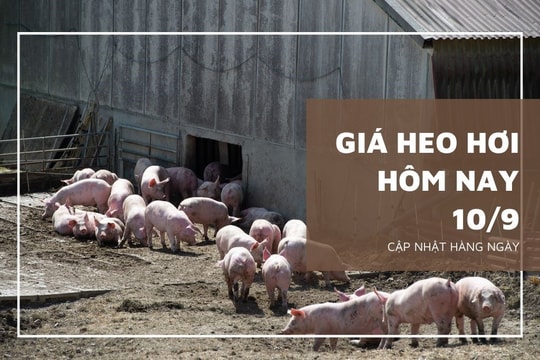 Giá heo hơi hôm nay 10/9: Các địa phương sẽ tăng nhẹ tuần tới?