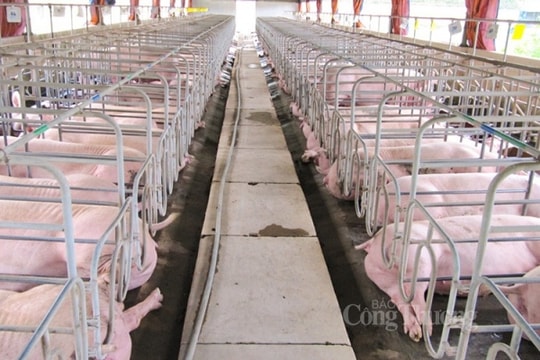 Giá heo hơi hôm nay ngày 10/9/2023: Ghi nhận mức cao nhất 60.000 đồng/kg