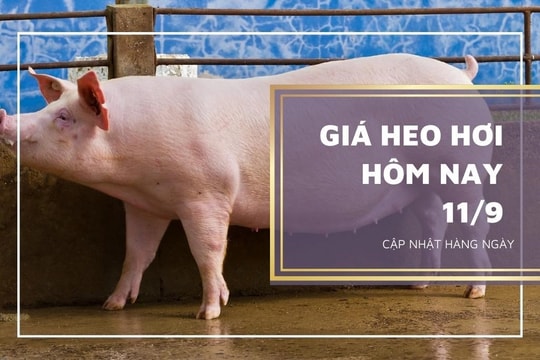 Giá heo hơi hôm nay 11/9/2023: Ổn định, dao động từ 55.000 đồng/kg đến 60.000 đồng/kg