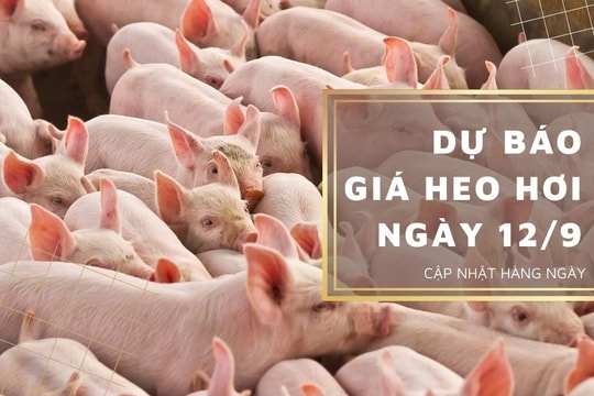 Dự báo giá heo hơi ngày 12/9/2023: Giảm nhẹ tại nhiều địa phương?