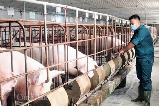 Giá heo hơi hôm nay ngày 11/9/2023 ghi nhận mức thấp kỷ lục 55.000 đồng/kg