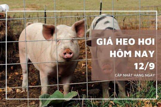 Giá heo hơi hôm nay 12/9: Giảm nhẹ trên cả ba miền