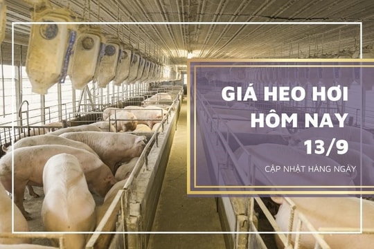 Giá heo hơi hôm nay 13/9/2023: Giảm 1.000 đồng/kg, cao nhất 59.000 đồng/kg