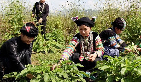 Tiềm năng phát triển ngành dược liệu ở Việt Nam rất lớn