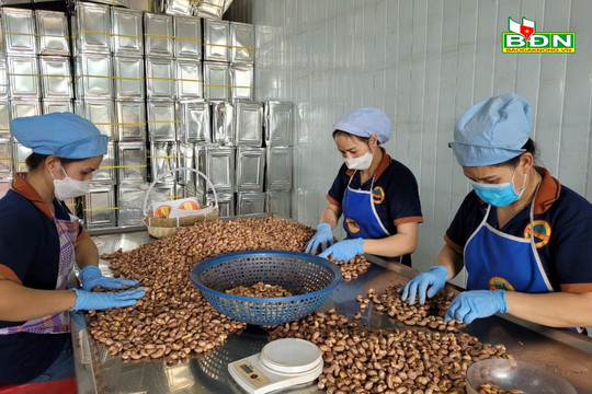 Những "đầu tàu" đưa nông sản Đắk Nông xuất ngoại