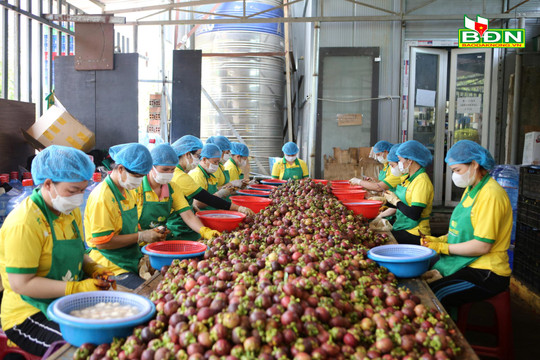Doanh nghiệp Đắk Nông vững bước tuổi 20
