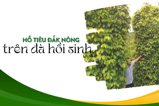 Hồ tiêu Đắk Nông trên đà hồi sinh