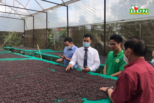 Đắk Nông nâng cao chất lượng cà phê từ khâu thu hoạch