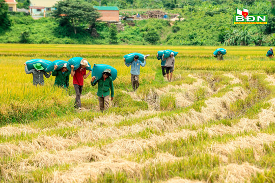 Nông sản Đắk Nông bán ở "chợ làng" hay ra "biển lớn"?