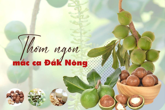 Thơm ngon mắc ca Đắk Nông