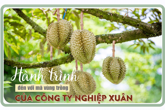 Hành trình đến với mã vùng trồng của Công ty Nghiệp Xuân 