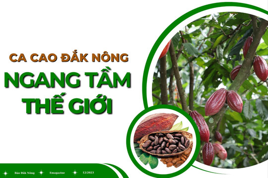 Ca cao Đắk Nông ngang tầm thế giới