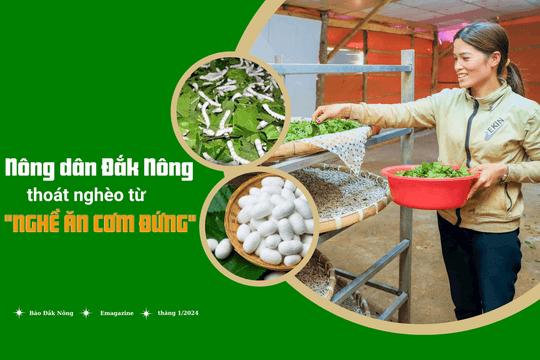 Nông dân Đắk Nông thoát nghèo từ "nghề ăn cơm đứng"